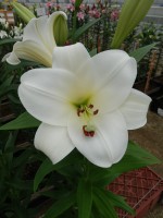 [5659 VZ H05 2829-50 No02.JPG]